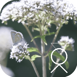 Vidéo captation picto 3